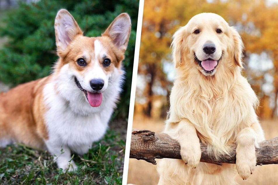 What might a mix of Corgi and Golden Retriever look like?
