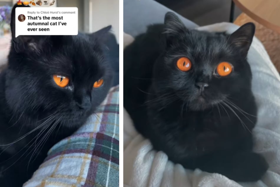 Clementine, a two-year-old British Shorthair cat, has stunned the internet with a particularly rare trait!