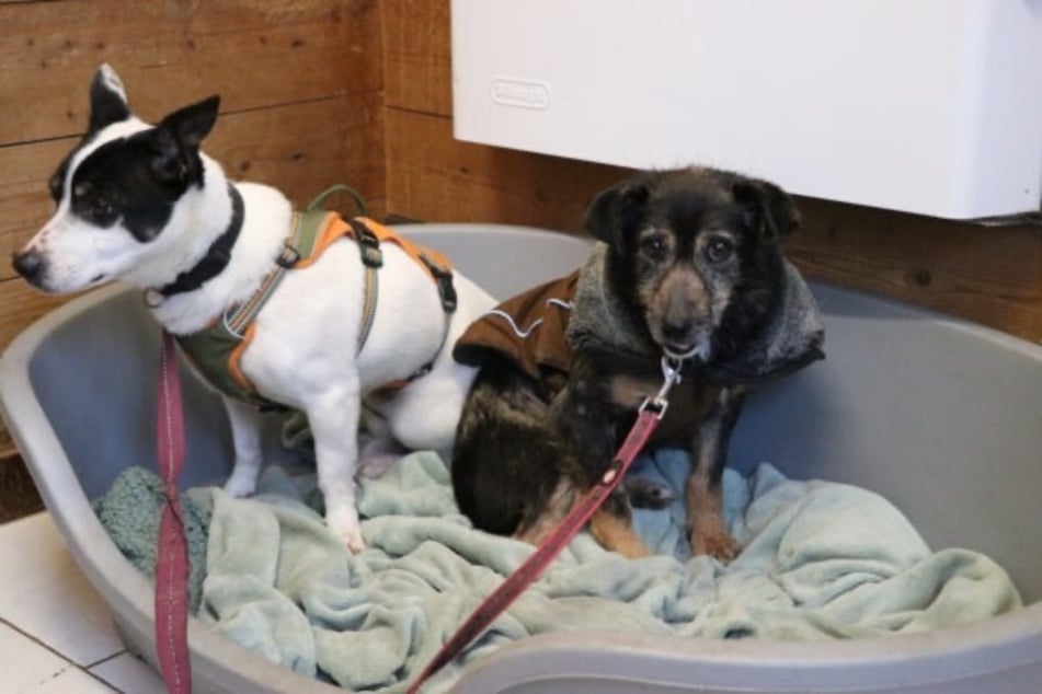 Menschen gegenüber ist Rysik noch zurückhaltend.