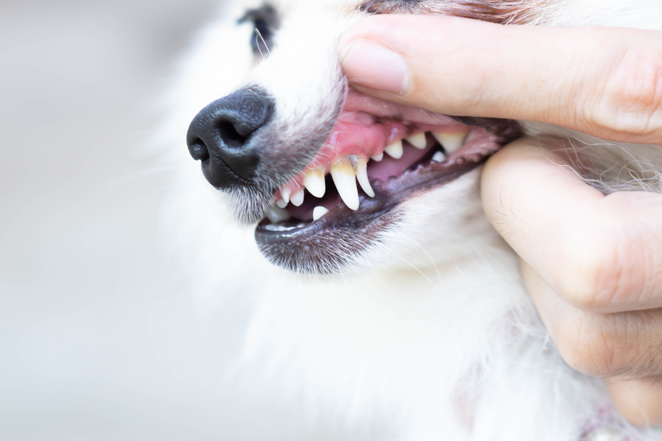 Look at a dog's chompers yourself for pus or discoloration.
