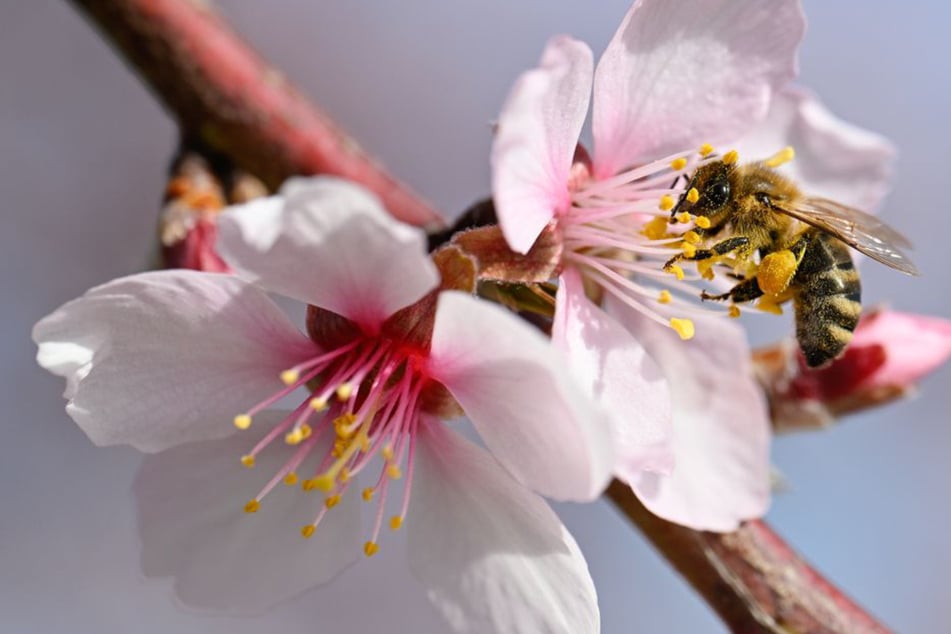 Startschuss für den Frühling? So anders wird das Wetter in den kommenden Tagen