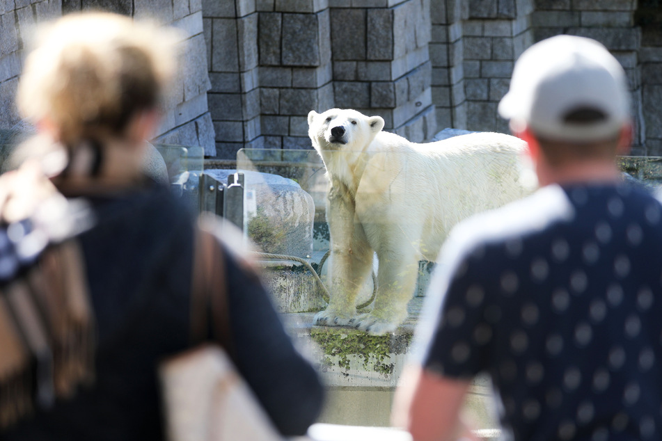 Nach über einhundert Jahren endet die Haltung von Eisbären im Wuppertaler Zoo. Das letzte Tier zog am Dienstag aus seinem Gehege, wie der Zoo informierte.