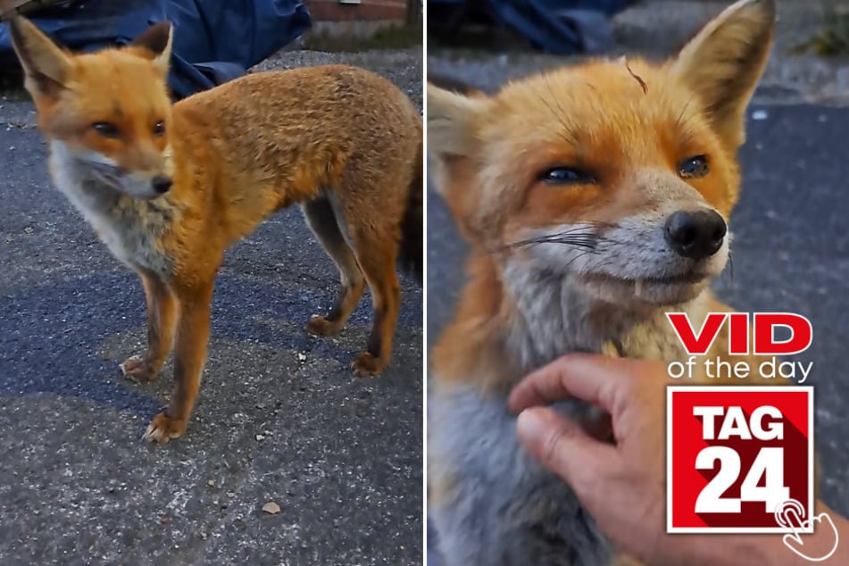 Today's Viral Video of the Day features a heartwarming encounter between an urban fox and a fearless animal lover.