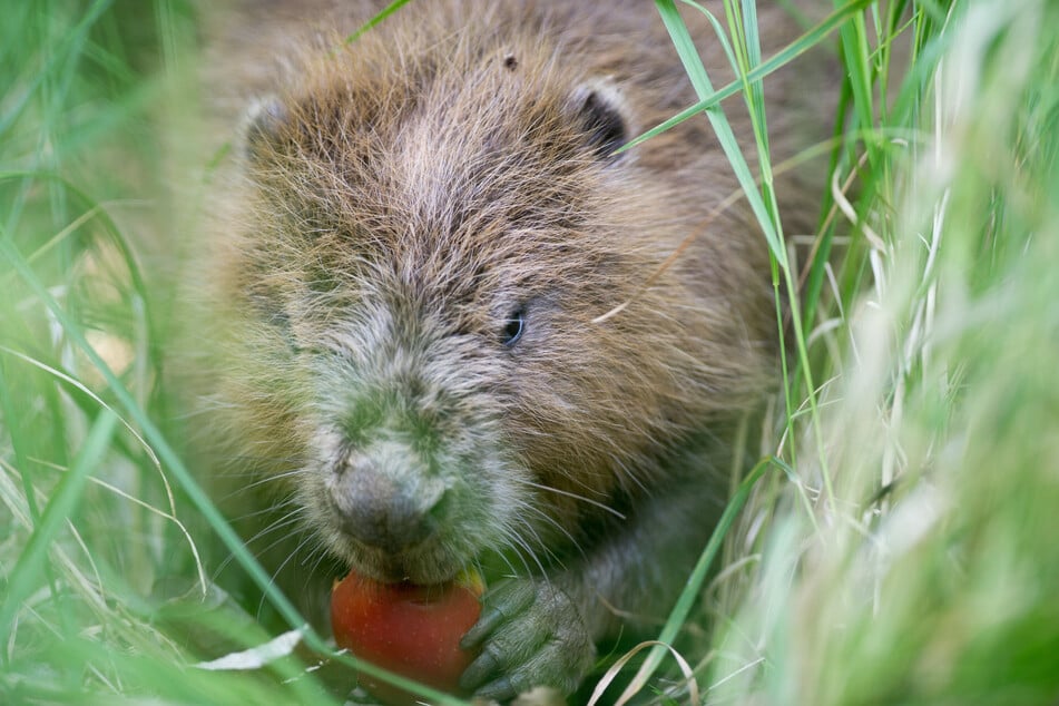 Zu Beginn des 20. Jahrhunderts gab es noch rund 200 Elbe-Biber. Jetzt sind es über 3000 Exemplare.
