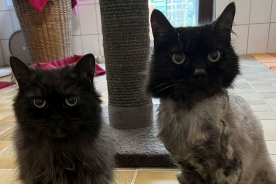 Das Katzen-Duo Pamela (l.) und Bobby ist nach einer Sicherstellung ins Tierheim gekommen.