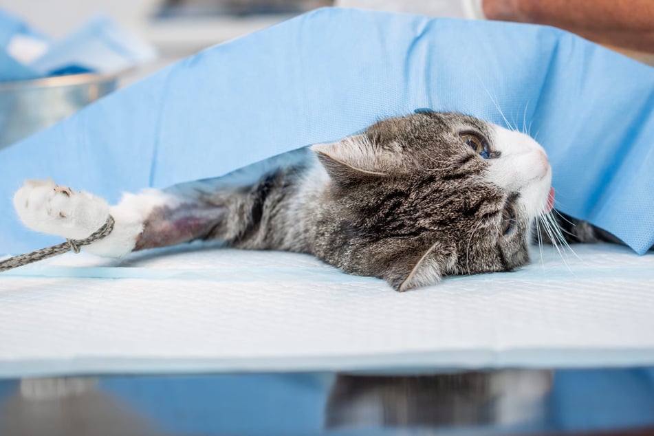 Zwei Katzen tot, eine schwer verletzt: Hat es jemand auf die Tiere einer Leipziger Familie abgesehen?