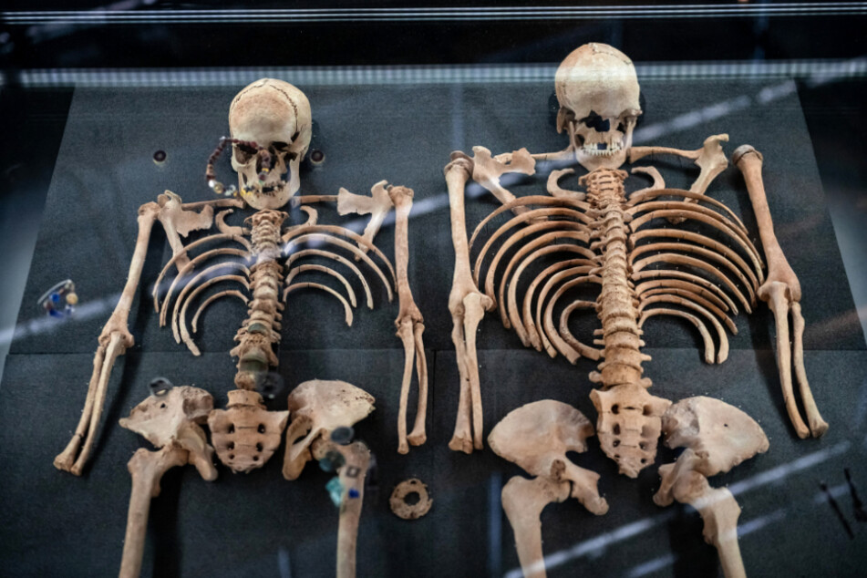 Die Knochen aus einem Doppelgrab von zwei vermutlichen Opfern der Pest in einem Museum.