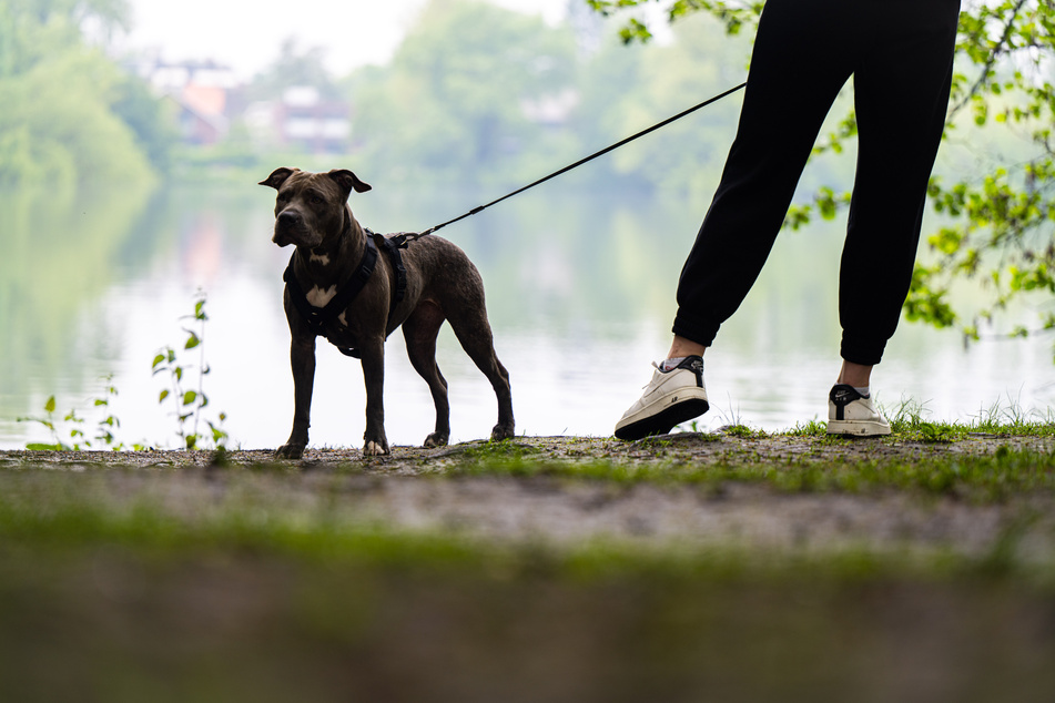 Hund bei Gassi-Runde totgebissen: Besitzerin muss alles mit ansehen