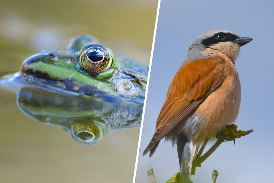 Ein Seefrosch (l.) und ein Neuntöter.