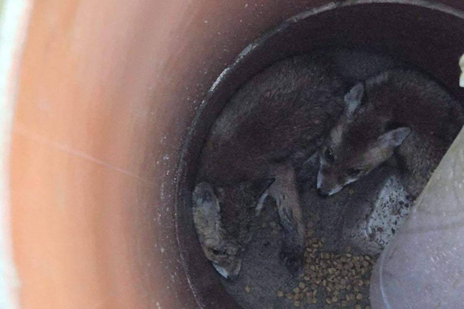 Zwei Fuchs-Welpen tagelang im Schacht gefangen: Polizei rettet sie in letzter Sekunde!
