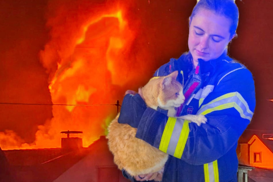 Meterhohe Flammen zerstören mitten in der Nacht komplettes Haus: Feuerwehr rettet Katze