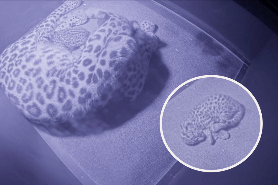 Auch Mia und ihrem Sprössling geht es augenscheinlich gut. Der kleine Amurleopard wurde neun Tage nach den Schneeleoparden-Zwillingen geboren.