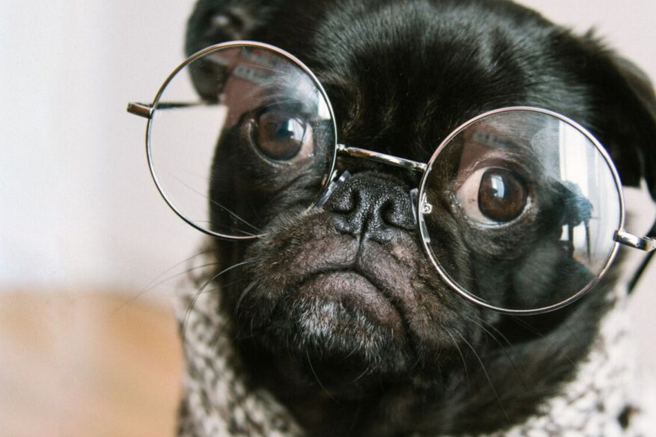 What are the smartest dog breeds in the world?