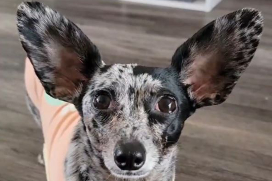 Ollie the "Chiweenie" is a real eye-catcher!