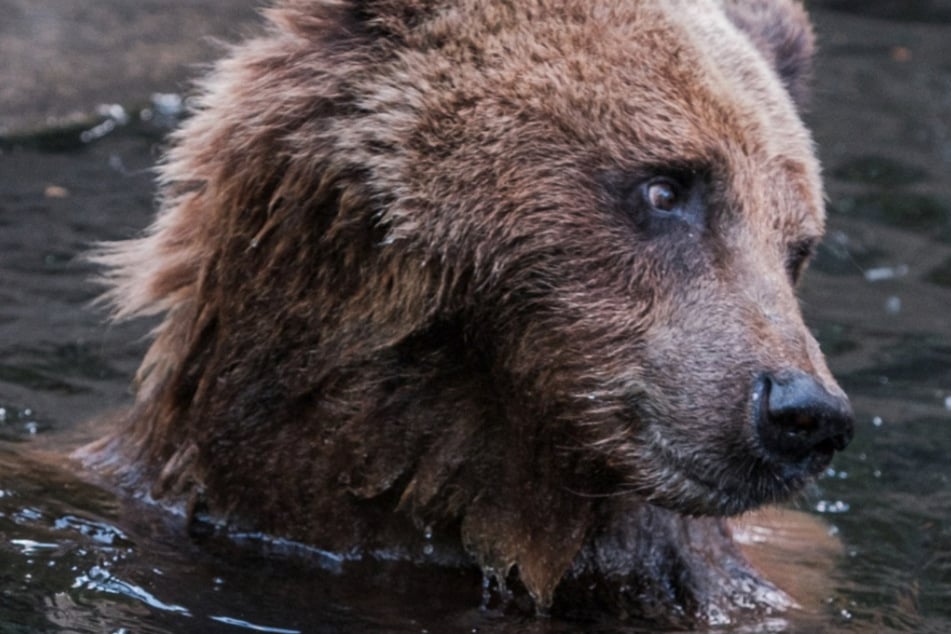 Seit 1996 lebte die Bären-Dame im Schweriner Zoo. Jetzt wurde sie eingeschläfert.