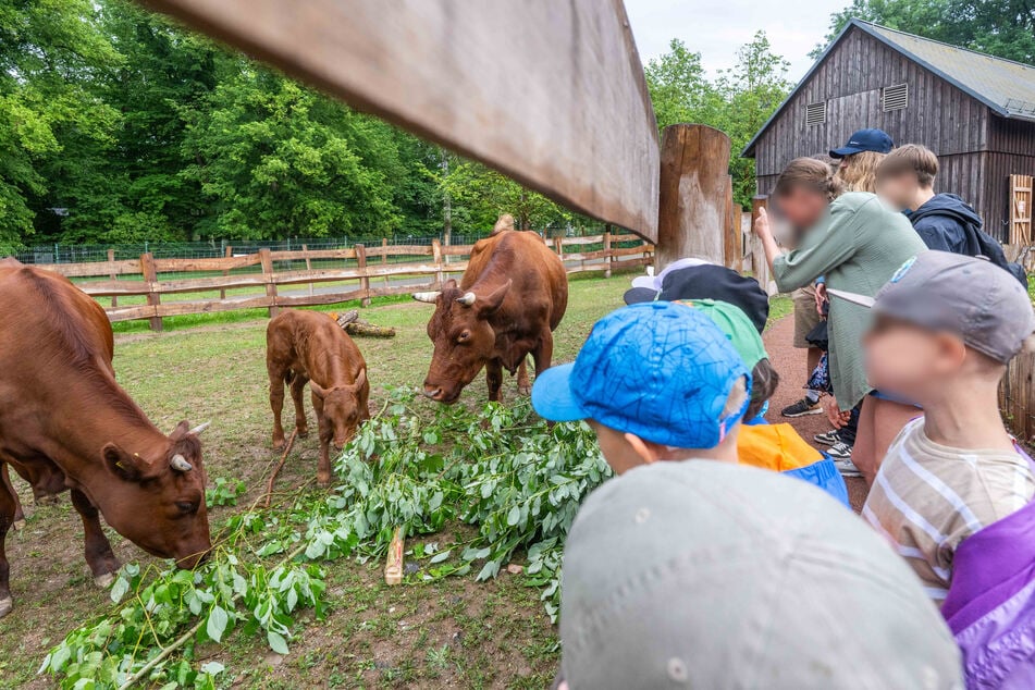 Kommt man in den Tierpark bald mit Online-Ticket rein?