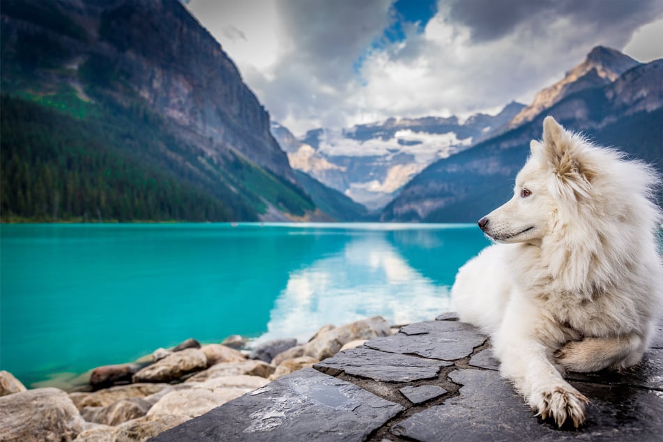 Samoyeds are majestic and beautiful dogs, they're also expensive.