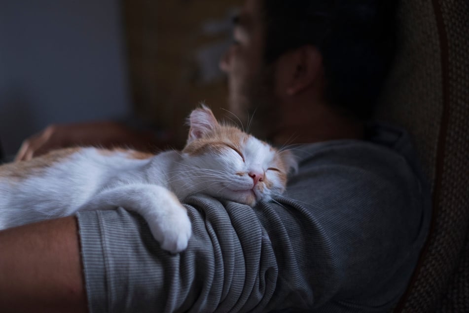 If your cat likes to sleep on you, it likely trusts and loves you.