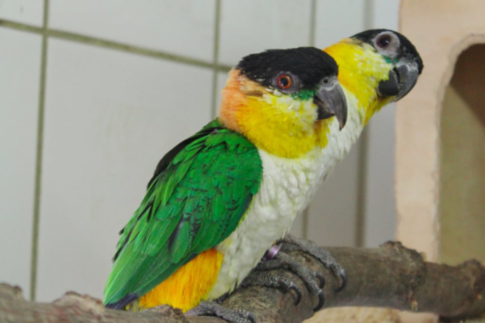 Grünzügelpapageien im Tierheim.