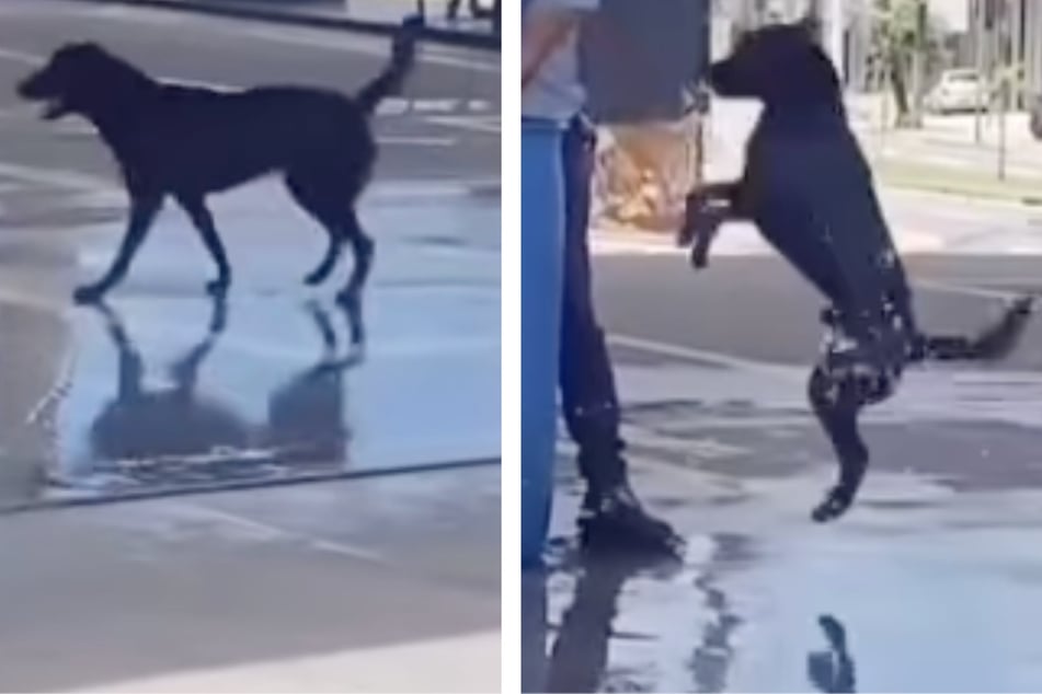 Hund ächzt unter brutaler Hitze, ein Tierfreund lässt ihn vor Freude hüpfen