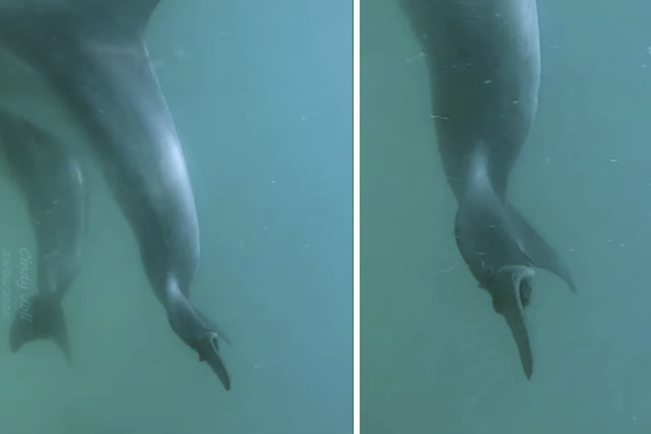 Eines der Tiere hatte durch eine Angelschnur an der Schwanzflosse schwere Verletzungen davongetragen.