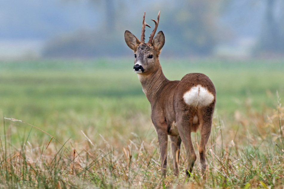 Mehre tote Rehe wurden aufgefunden. (Symbolbild)