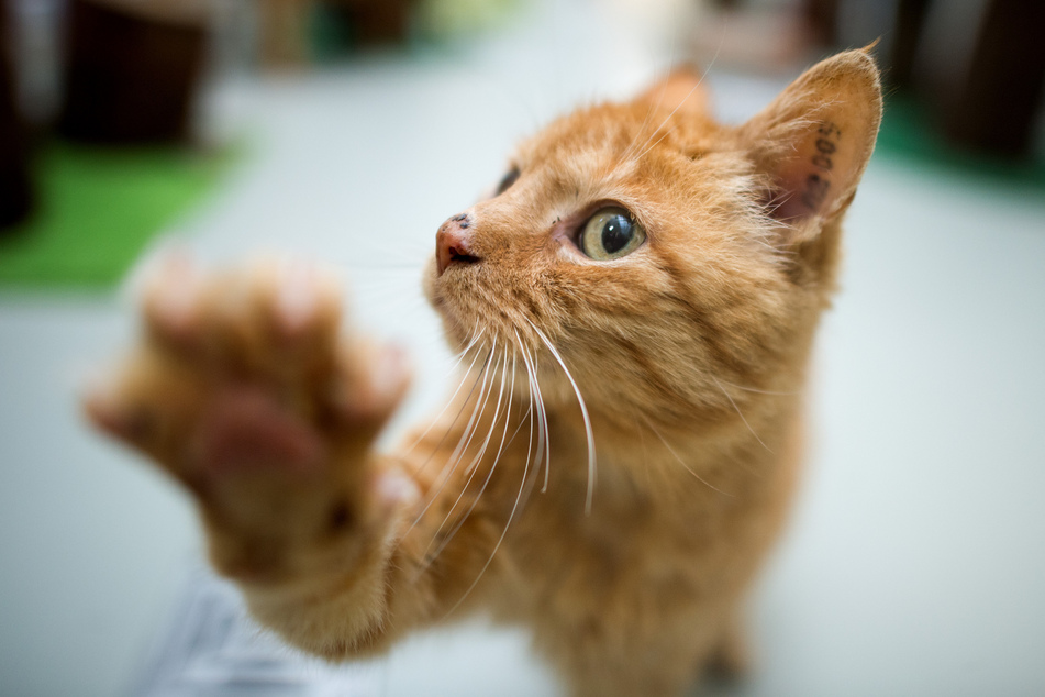 Auch für verspielte Katzen können Skorpione gefährlich werden.