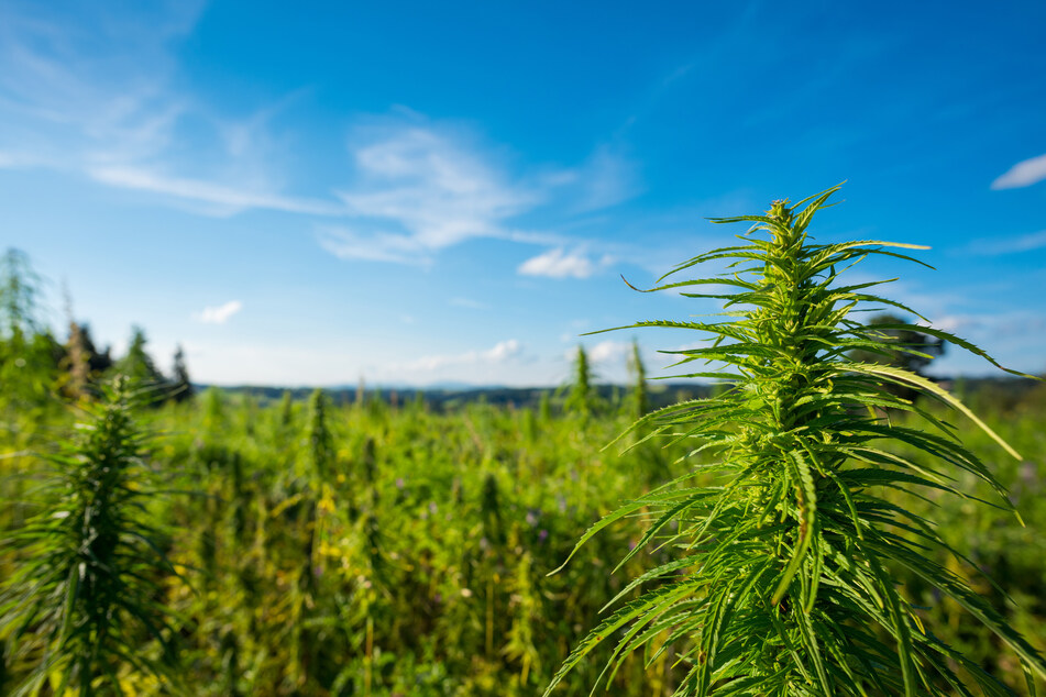 A top political aide to the Texas agricultural commissioner allegedly lied to potential investors and tried to exchange hemp-growing licenses for large sums of cash.