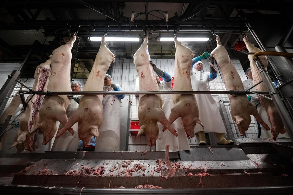 Wegen der gestiegenen Kosten und der Billig-Konkurrenz haben seit 2021 in Bayern 400 Schweinemast-Betriebe geschlossen. (Symbolbild)