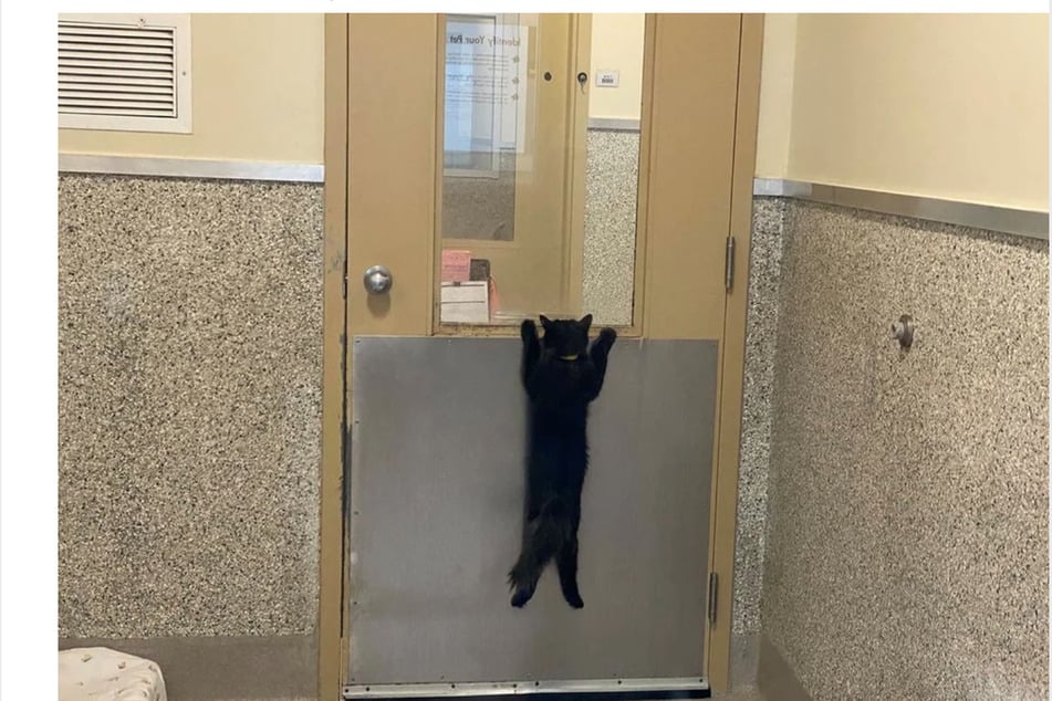 This poor little cat looks desperate for a new home.