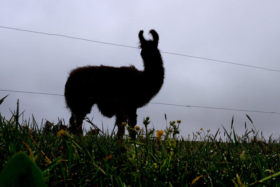 Ausgebüxt: Aktuell wird im Erzgebirge ein Lama gesucht. (Symbolbild)