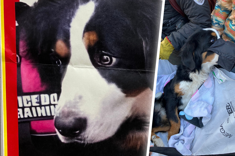 Herzergreifende Rettung: Hund lebte zwei Monate allein in der Wildnis