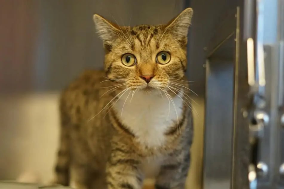 Kater Cookie aus dem Hamburger Tierheim ist auf der Suche nach einem liebevollen Zuhause.