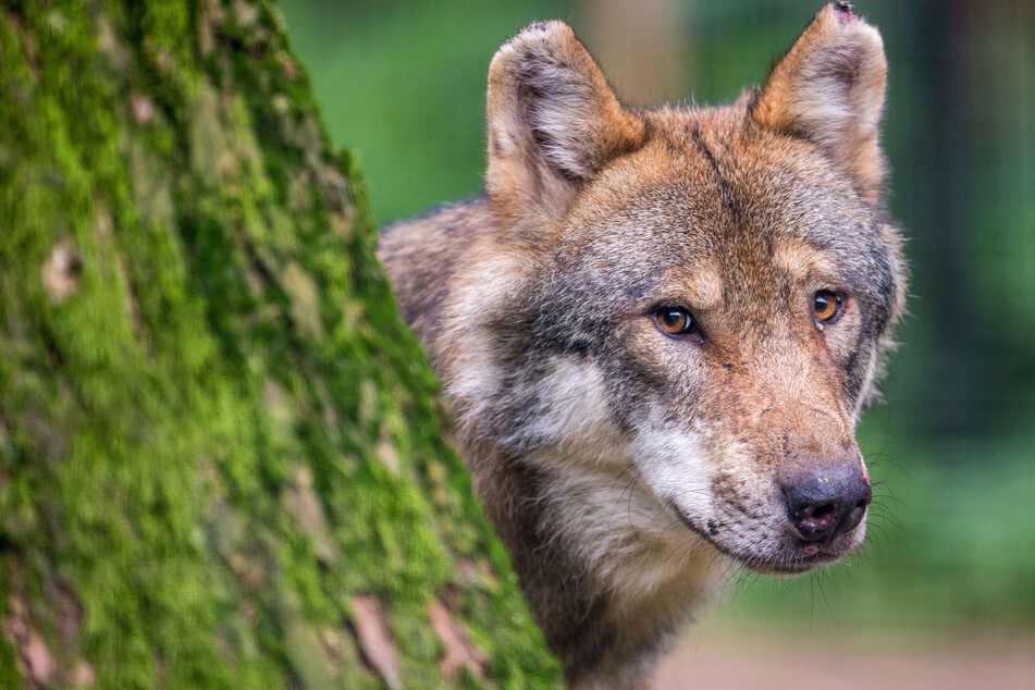 Vor Ostern waren in NRW zwei Wölfe bei der Jagd auf einen Rothirsch gefilmt worden (Symbolbild).