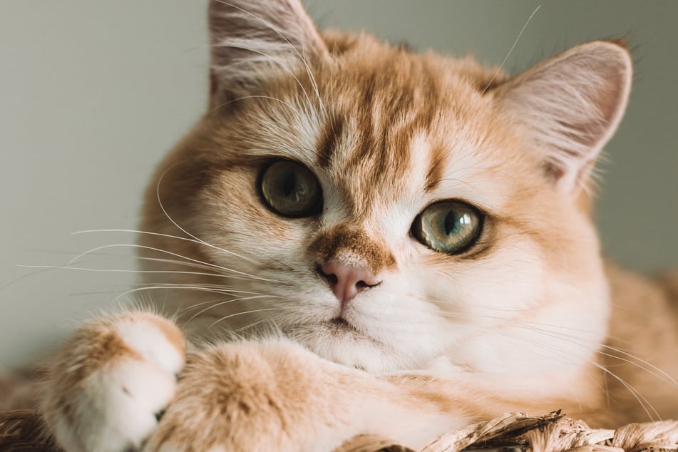 Why Is My Cat So Affectionate? Understanding a Cat's Body Language -  PetHelpful