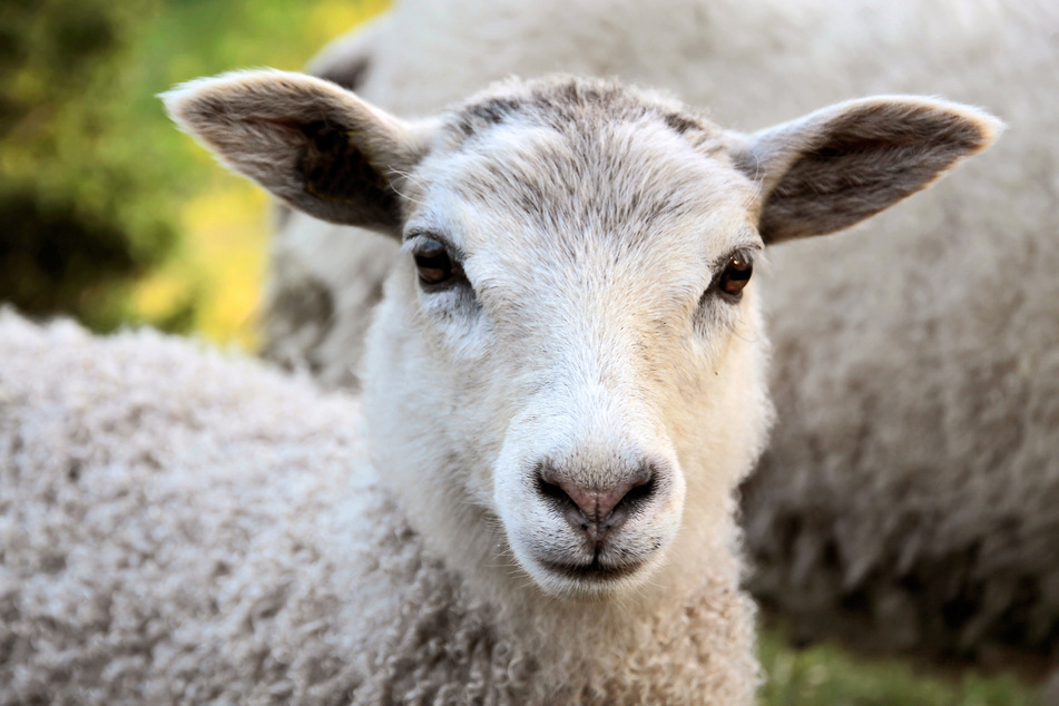 In den vergangenen Jahren ist der sächsische Schaf-Bestand zurückgegangen. Im Frühjahr ist trotzdem Hochsaison angesagt. (Symbolbild)