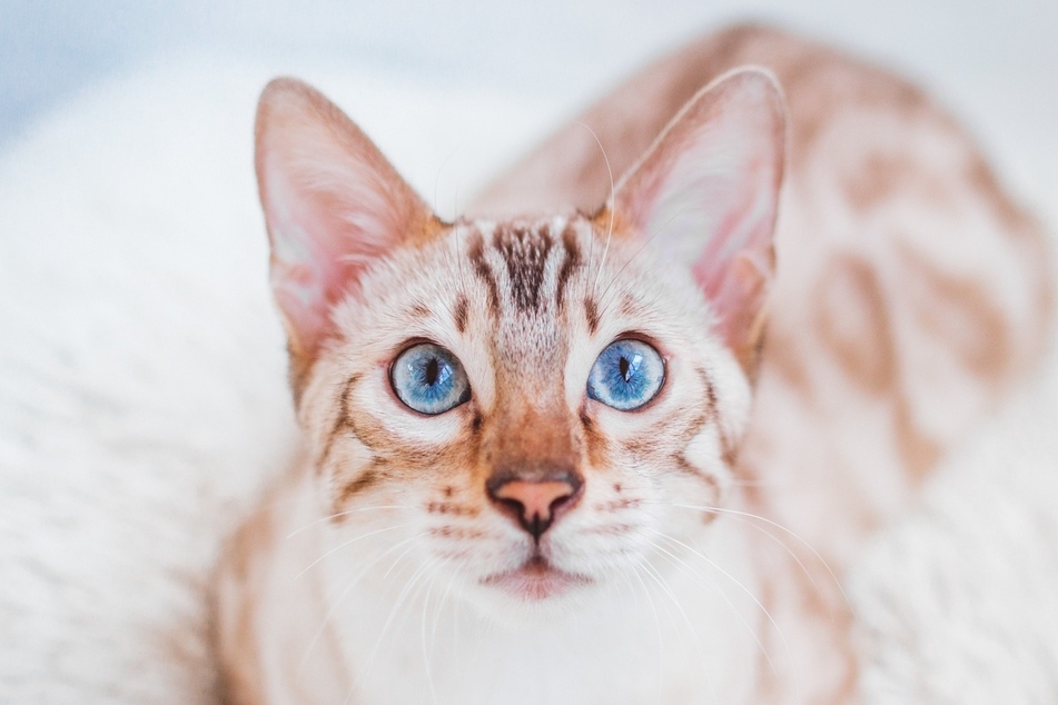 Snow Bengals are a relatively unknown cat breed, but have some pretty beautiful blue eyes.