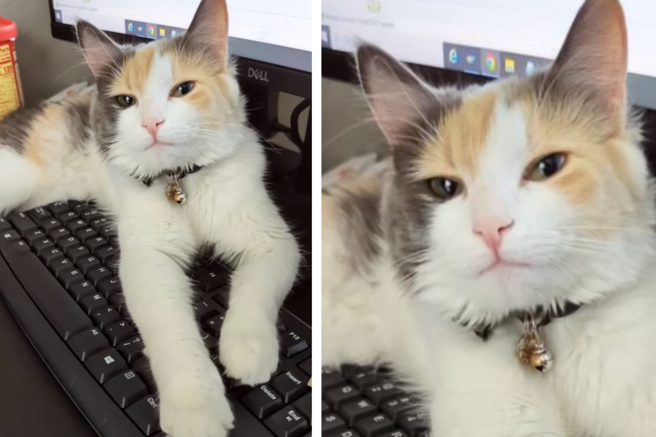 Katze blockiert Tastatur: Was dann passiert, sorgt für mächtig Gelächter