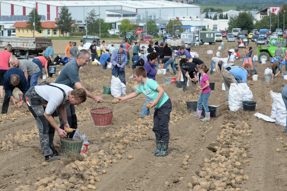 Jeder darf mitmachen: Hier können Kartoffeln günstig selbst gelesen werden