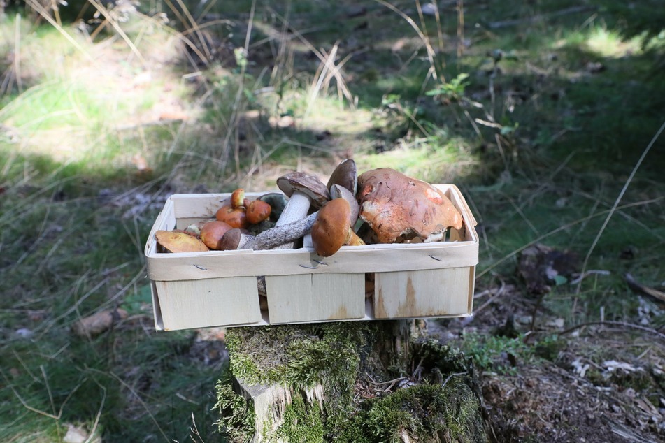 So schön und lecker sie auch aussehen mögen: Manche Pilze sind giftig. (Symbolbild)