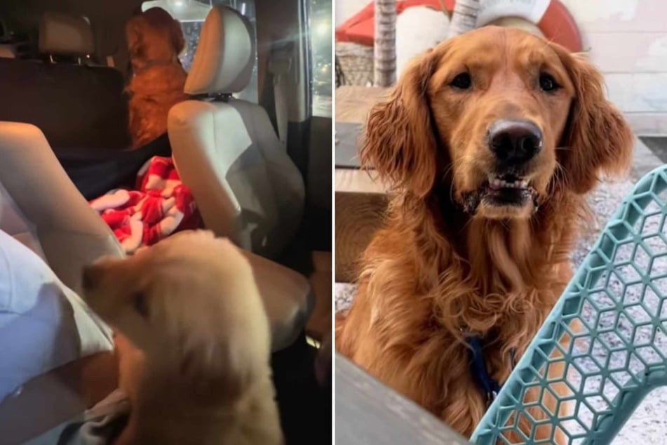 Dog looks adorably miffed about meeting new puppy sibling in viral clip: "he was MAD!"