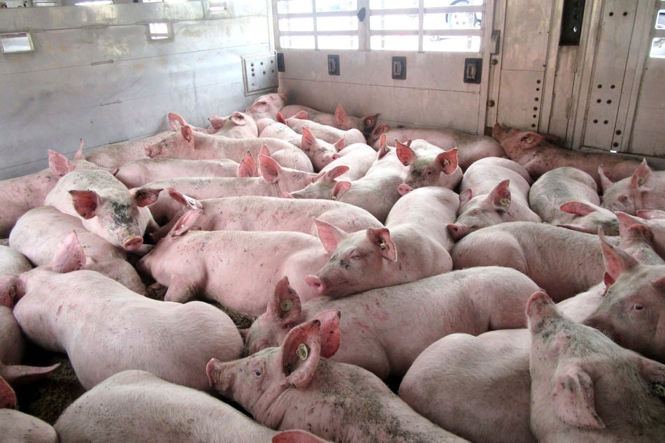 Zu heiß, zu eng, kein Wasser: Polizei zieht Schweine-Transporte in Sachsen aus dem Verkehr