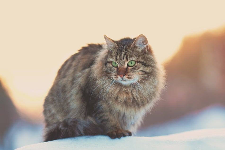 Siberian cats have remarkably fluffy fur to protect them from the bitter cold.