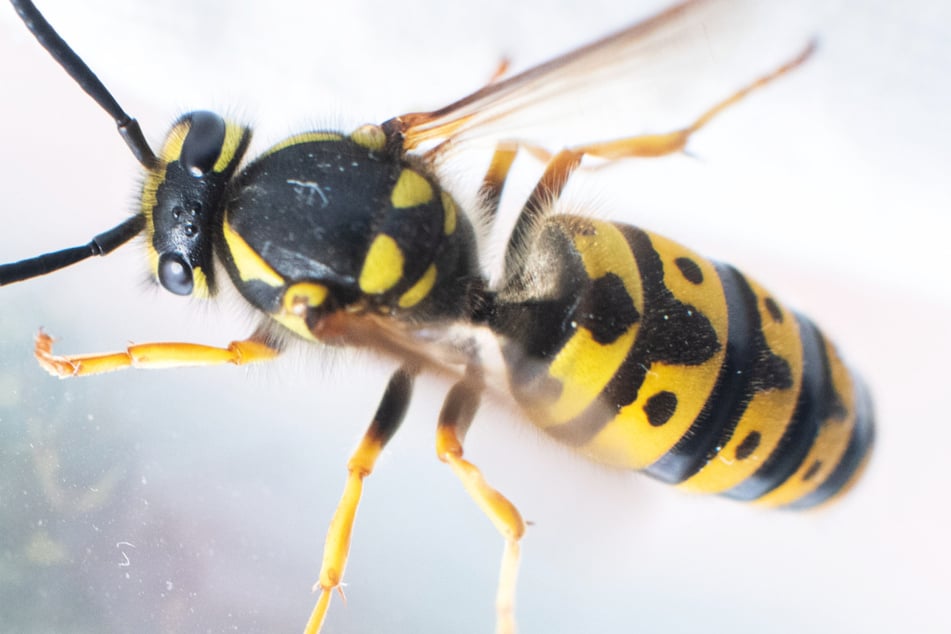Wespen stehen in Deutschland unter Naturschutz, doch wenn ihre Nester einen Menschen bedrohen, der gegen das Gift der Insekten allergisch ist, wird gegen sie vorgegangen. (Archivbild)
