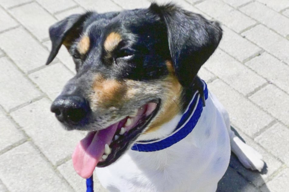 Jack-Russell-Mix Balu überlebte die massiven Verletzungen nicht.