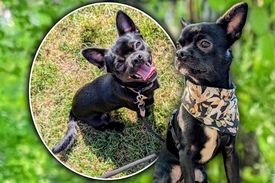 Allein bleiben muss Pablo erst noch lernen.