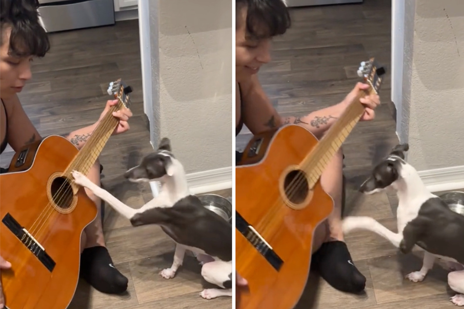 Lemon the dog has earned a real fanbase from her musical skills.