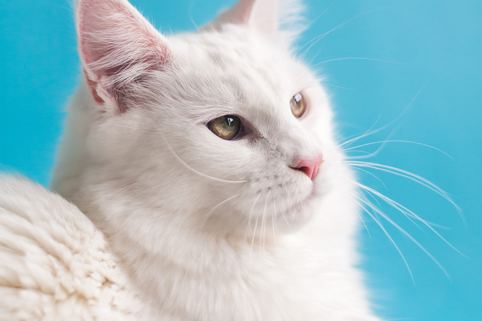 White cats are more likely to go deaf than other cat breeds and colors.