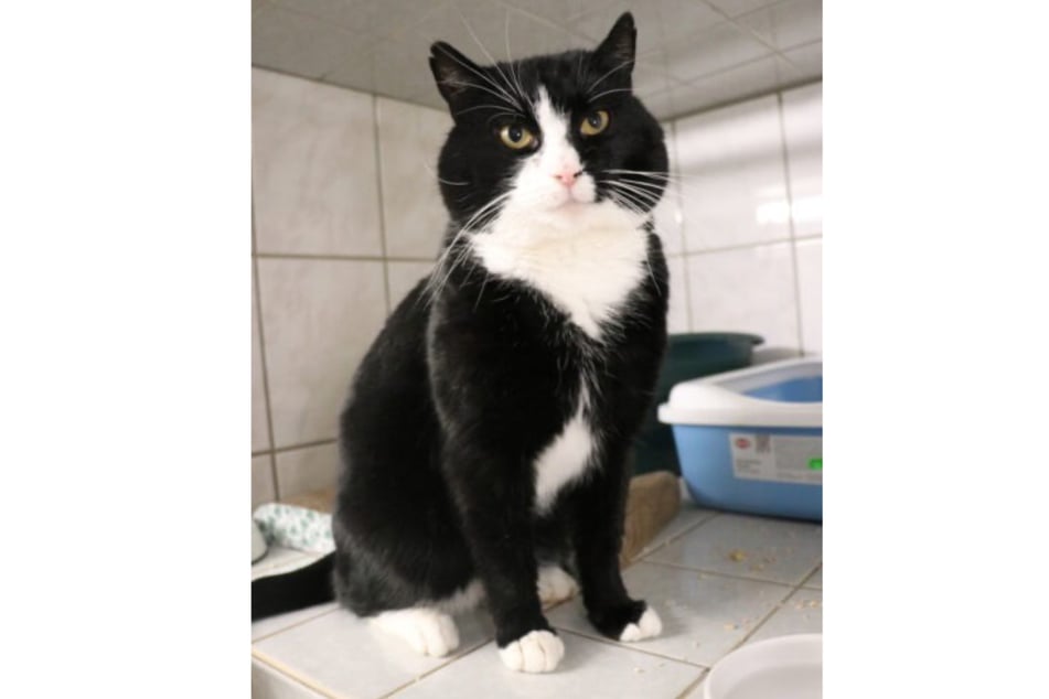 Ob Bernd mit anderen Katzen auskommt, wurde bisher nicht getestet.