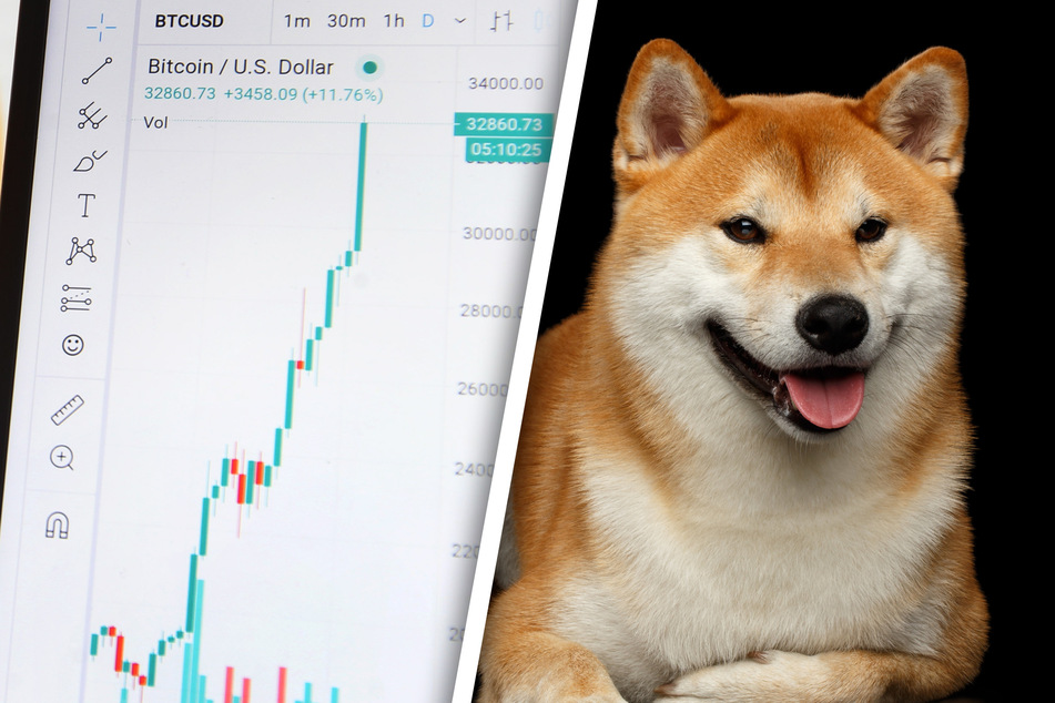 Reich durch "Shiba Inu": 35-Jähriger wird dank Hunde-Kryptowährung zum Millionär